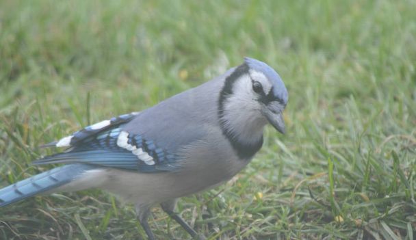 Seasonal closeup of an introspective blue jay standing in a grassy meadow habitat. - Photo, Image