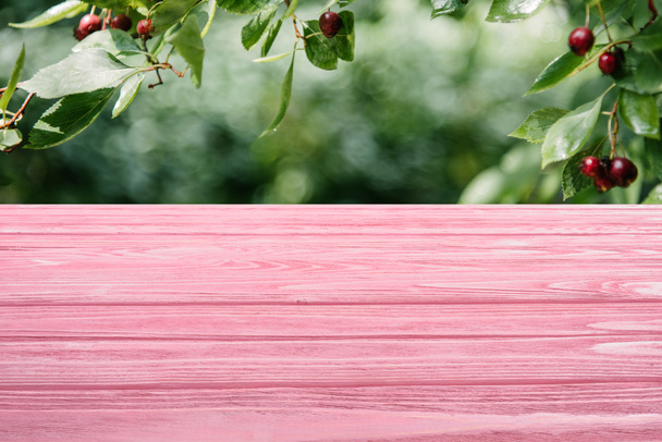 template of pink wooden floor with cherry tree on background - Photo, Image