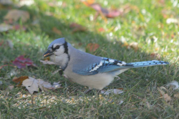 teilweise beschattete Herbstaufnahme eines aufmerksamen blauen Eichelhährers, der Vogelsamen in einem Feld aus Gras und abgefallenen Blättern aufnimmt. - Foto, Bild