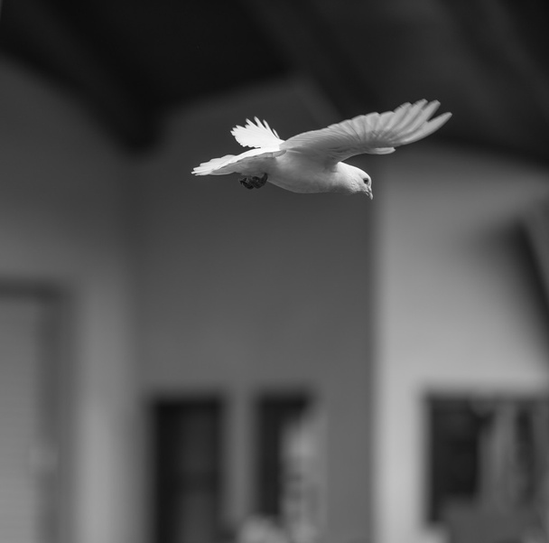 Paloma voladora
 - Foto, imagen