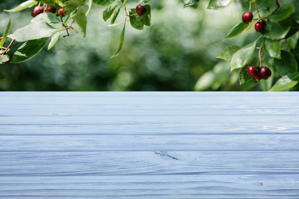 template of light blue wooden floor with cherry tree on background - Photo, Image