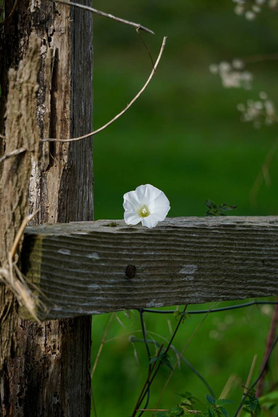 la fleur blanche dans le jardin
  - Photo, image