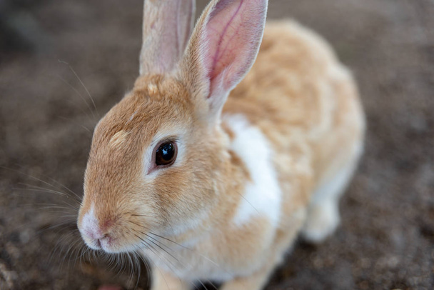 Japonya'nın Hiroşima Prefecture Tavşan Adası - Fotoğraf, Görsel
