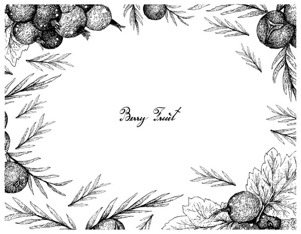 Fruta de bagas, quadro de ilustração de esboço desenhado à mão de jostaberries e bagas de zimbro isolado em fundo branco
.  - Vetor, Imagem