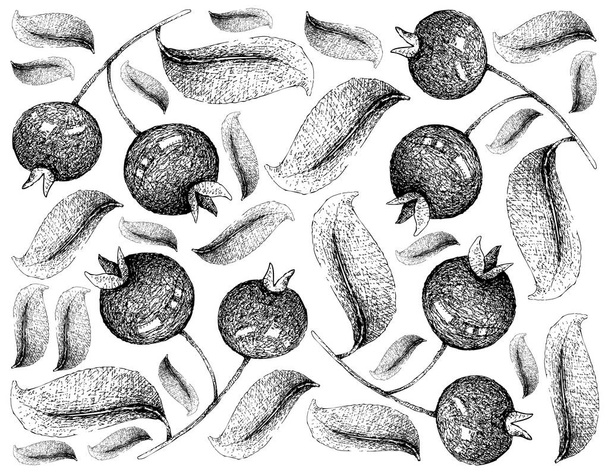 Frutta a bacca, Illustrazione Carta da parati di disegno a mano Schizzo di Grumichama fresco Ciliegia o Eugenia Brasiliensis Frutta isolata su sfondo bianco
 - Vettoriali, immagini