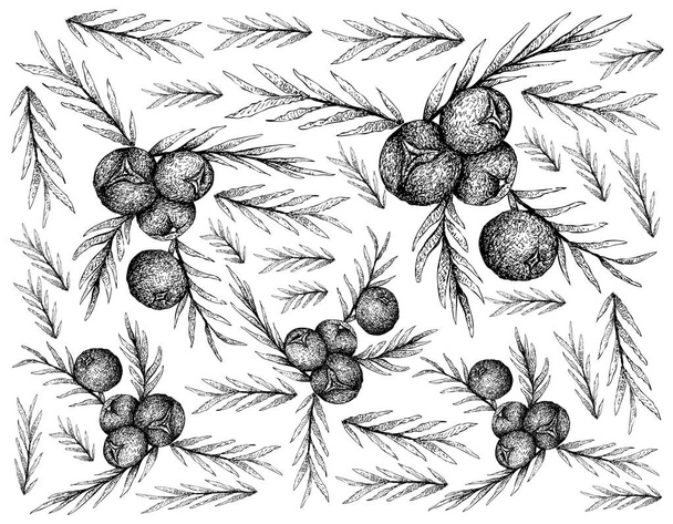 Berry Fruit, ilustración fondo de pantalla de boceto dibujado a mano de bayas de enebro aislado sobre fondo blanco. Alta en Bioflavonoides, Antioxidantes y Minerales con Nutriente Esencial para la Vida
. - Vector, Imagen