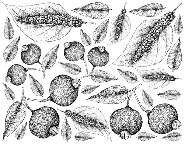 Tropische vruchten, illustratie Wallpaper van Hand getrokken schets verse zoete Himalaya moerbeien Morus Macroura en Guabiju of Myrcianthes Pungens vruchten geïsoleerd op witte achtergrond.  - Vector, afbeelding