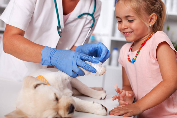 Young girl helping veterinary care professional to bandage a cute puppy dog paw - securing it with a bandaid - Fotó, kép