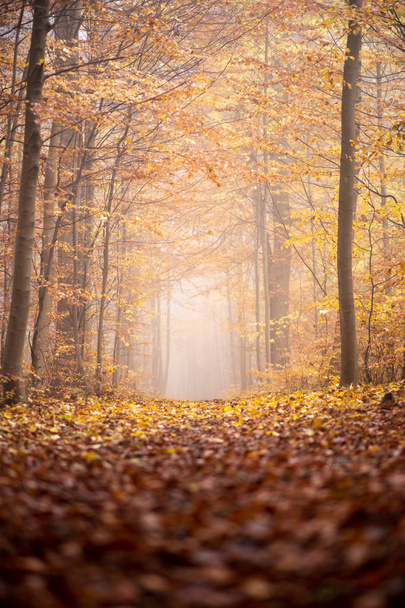 autumn. fog in forest looking down a path. yellow leaf all over the ground - Photo, image