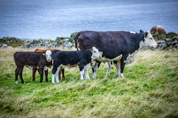 Vacas em Scotland, Shetland Islands, Reino Unido
 - Foto, Imagem