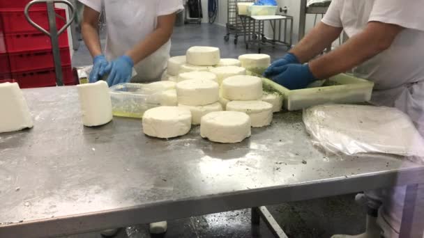 Juustonvalmistajat muodostavat juuston ja pyörittävät sitä mausteissa meijerissä. Työntekijöiden kädet tekevät tuotetta juustomassasta. Juuston valmistusprosessi maatilalla. Manuaalinen juuston muodostus ja paketti. Nainen muodostaa juustoa, mies murusia maussa. Kaksi laukausta
 - Materiaali, video