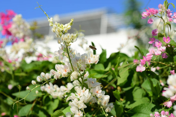 Gruppe von rosa Blumen und Bienen im Garten. - Foto, Bild