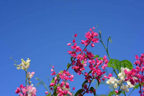 group of pink flowers and bee in the garden. - Photo, Image