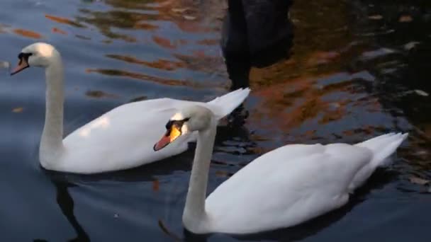 Ένα ζευγάρι από λευκούς κύκνους κολύμβηση σε μια λίμνη, σε ένα πάρκο της πόλης. - Πλάνα, βίντεο