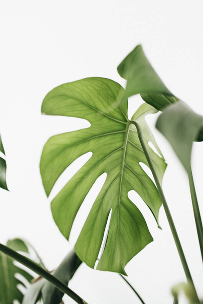 白地モンステラ植物の熱帯の葉。最小限のスティル ライフのコンセプト. - 写真・画像