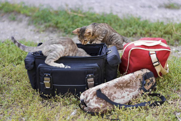 黒い袋に興味津 々 の子猫を登る。カメラ、三脚、赤いバックパックのバッグです。旅行のためのカメラマンのためのキット. - 写真・画像