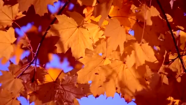 Hoja amarilla sobre una rama sobre fondo de hojas amarillas borrosas de cerca
 - Metraje, vídeo