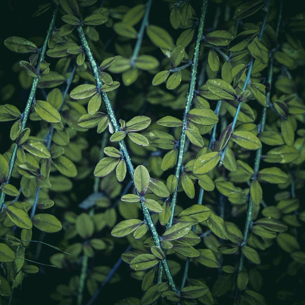                               the beautiful green plants   - Zdjęcie, obraz