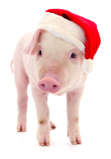 Pig in a red Santa Claus hat  isolated on white. - Foto, immagini