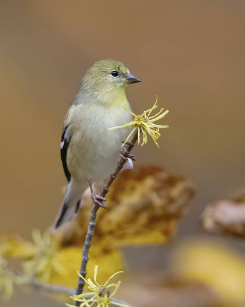 American Goldfinch (Spinus tristis) in winter plumage perched on a witch hazel branch - Ontario, Canada - Photo, Image