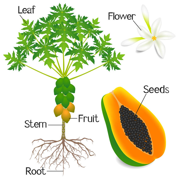 Estructura vegetal del árbol de papaya aislado sobre fondo blanco
. - Vector, imagen