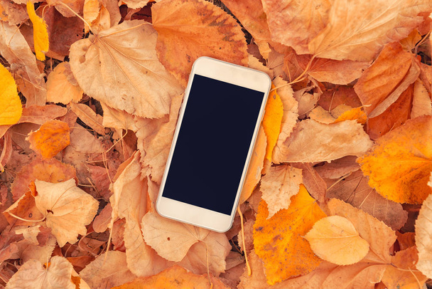 White smartphone with blank mock up screen on colorful autumnal leaves background - Photo, Image