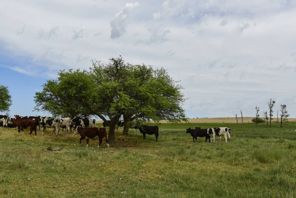 Ochsen ernähren sich von Weide, Pampa, Argentinien - Foto, Bild