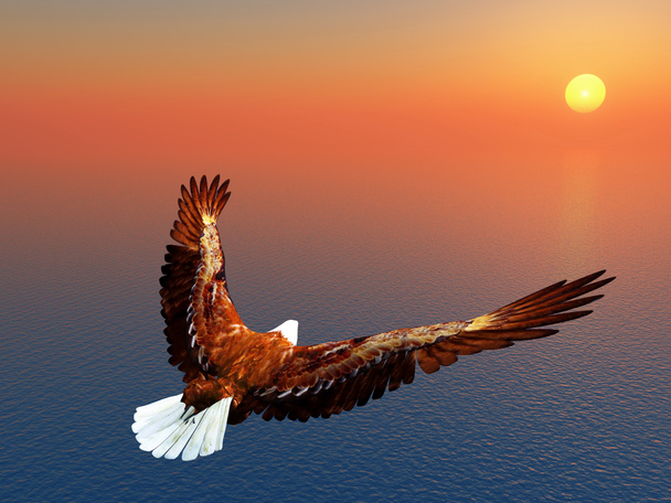 θάλασσα αετός - Φωτογραφία, εικόνα