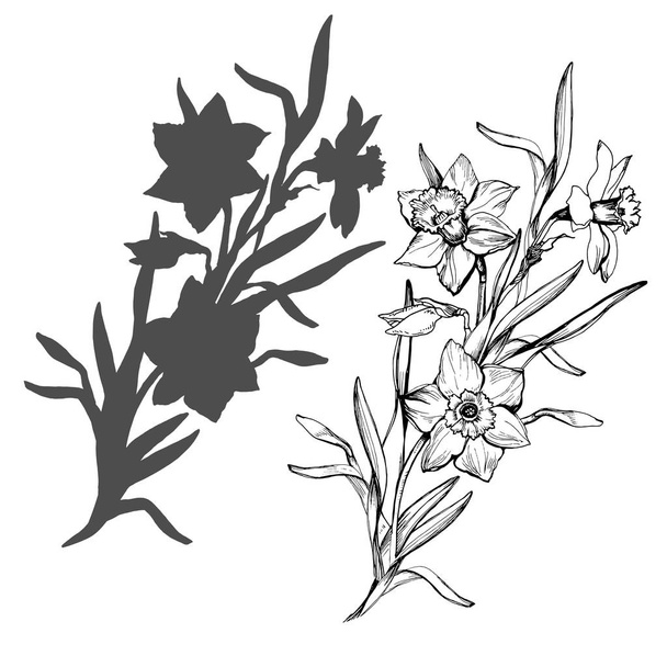 Realistic hand drawn flowers daffodils, narcissus isolated on white. - Διάνυσμα, εικόνα