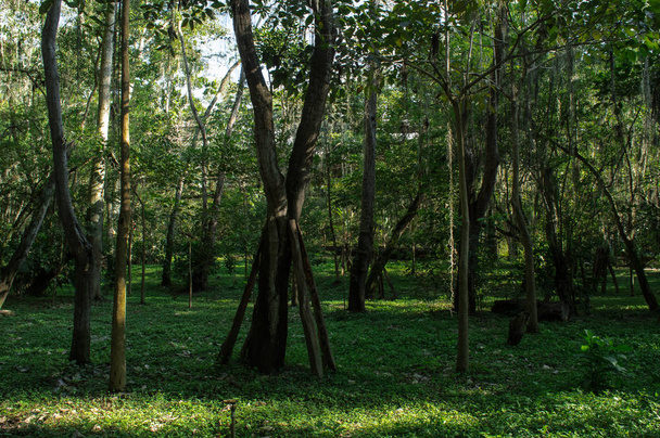 bosque en un soleado - Photo, image