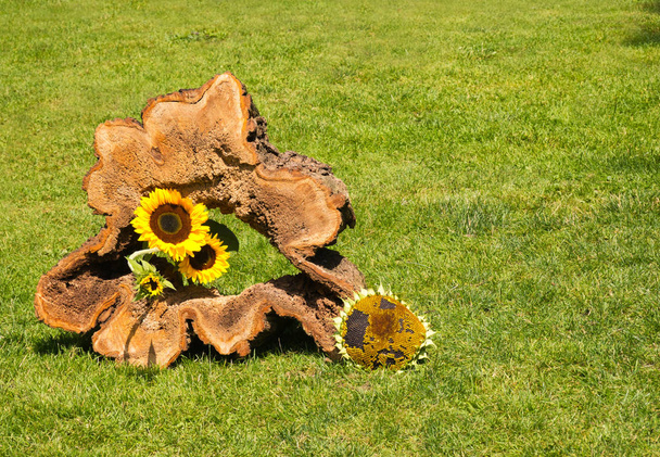 Egy üreges fa törzse egy réten díszített napraforgó, egy napsütéses napon - Fotó, kép