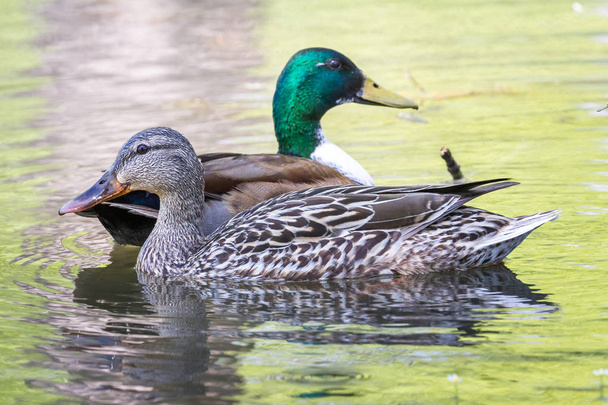 Mallard ducks paired in the spring swimming on a pond. The male has an unusual white chest - Photo, Image