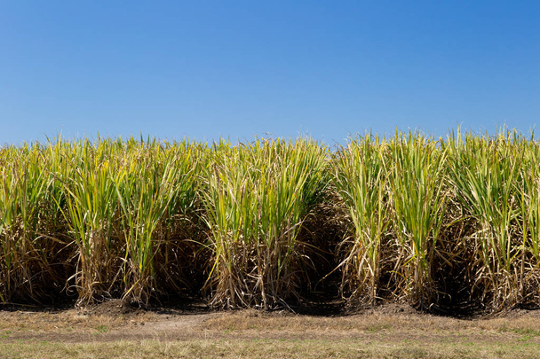 Sugar Cane crop in field ready for harvest on clear day with blue sky - Photo, Image