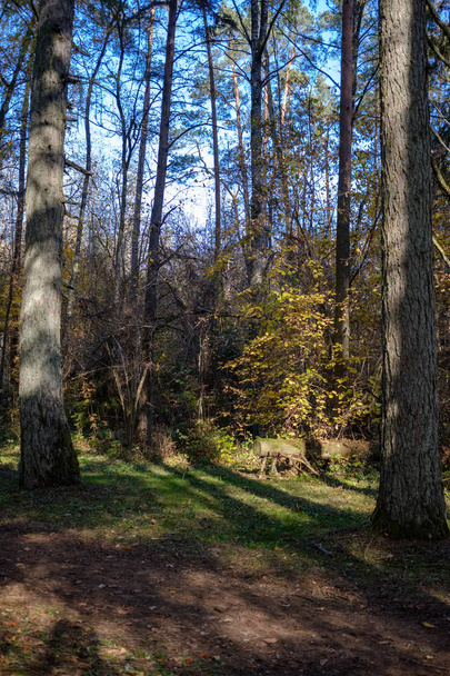 prázdné silnici v podzimním parku mezi kmeny stromů. barvy podzimu - Fotografie, Obrázek