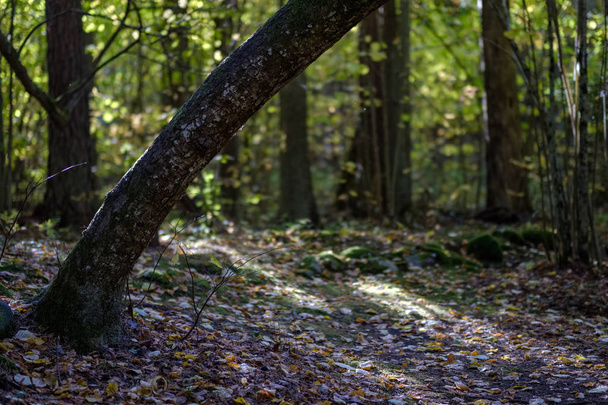 details van het bos in de late herfst op platteland met boomstammen, gekleurde bladeren en lege takken - Foto, afbeelding