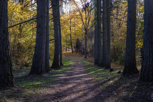 empty country road in autumn park between tree trunks. fall colors - Valokuva, kuva