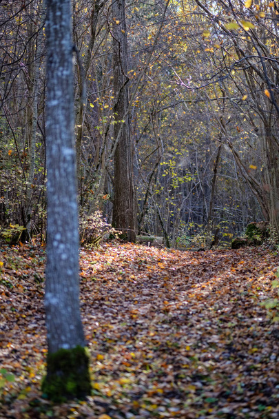 lesní podrobnosti v pozdním podzimu na venkově s kmeny stromů, barevné listy a prázdné větve - Fotografie, Obrázek