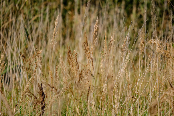 Осенние изгибы травы с размытым фоном, абстрактная текстура природы
 - Фото, изображение