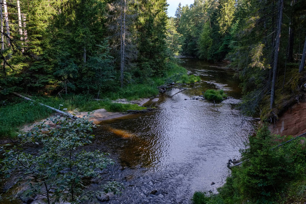 arroyo rocoso de río profundo en el bosque en el tiempo verde de verano con acantilados de piedra arenisca y troncos viejos de madera seca. Río Amata en Letonia cerca de Cesis
 - Foto, Imagen