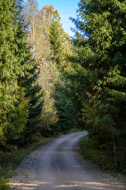 empty country road in autumn park between tree trunks. fall colors - Fotoğraf, Görsel