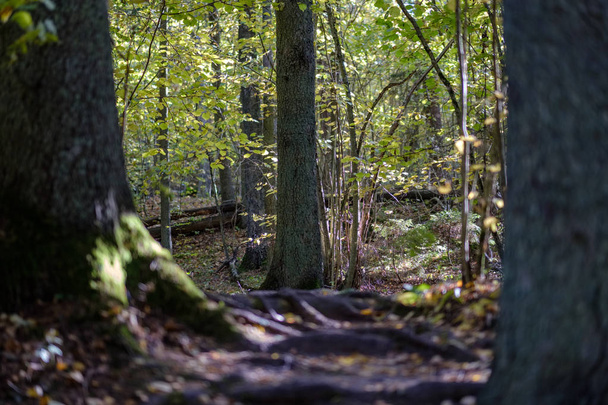 Szczegóły lasu w późnej jesieni na wsi z pni drzew, kolorowe liście i gałęzie pusty - Zdjęcie, obraz