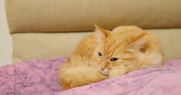 Cute ginger cat lying on violet blanket. Close up footage of sleeping fluffy pet. Cozy home. - Video, Çekim