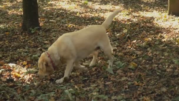 dog breed labrador golden color - Materiał filmowy, wideo