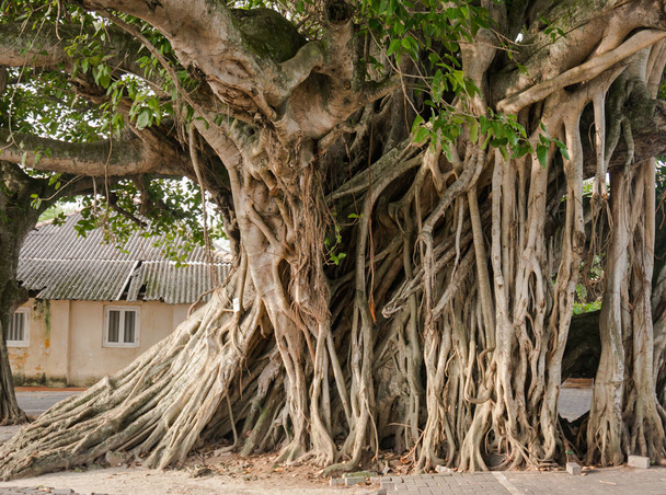 Grandes raízes de árvore de Banyan na cidade
. - Foto, Imagem
