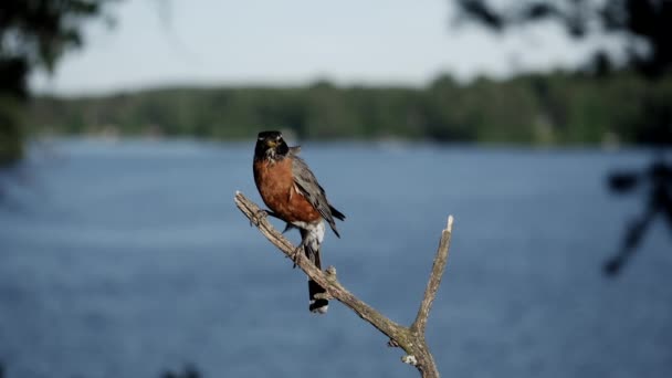Robin takes off from its perch with a lake in the background. - Footage, Video