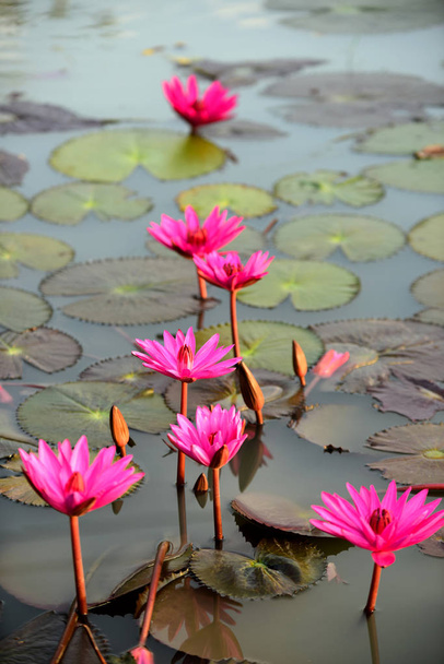 Розовый лотос в бассейне, лотос логотип спа и буддизм в Азии. Красивый розовый водяной лилии или лотос цветок в пруду
 - Фото, изображение