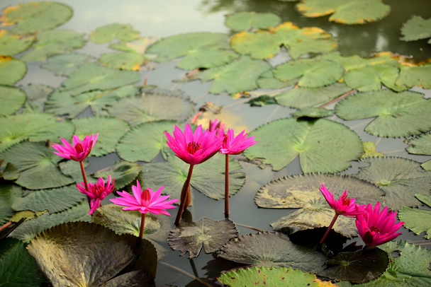 Розовый лотос в бассейне, лотос логотип спа и буддизм в Азии. Красивый розовый водяной лилии или лотос цветок в пруду
 - Фото, изображение