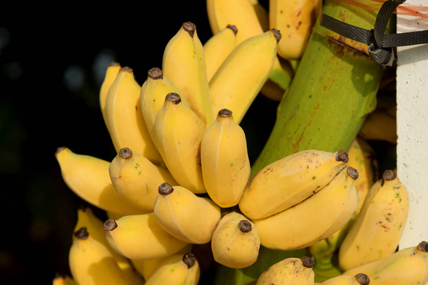 Ramo de plátanos maduros fondo
 - Foto, Imagen