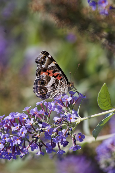 gemalte Dame Schmetterling auf lila Schmetterlingsstrauch - Foto, Bild