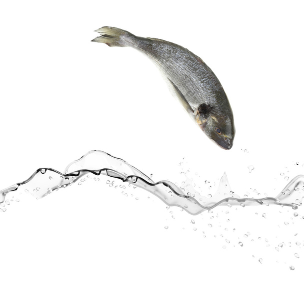 Sea bass fish jumping in the water - Foto, afbeelding